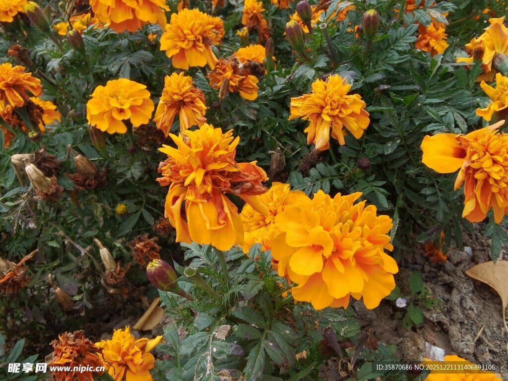 盛开的橙色万寿菊