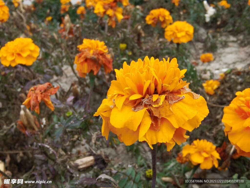 灿烂绽放的橙色万寿菊