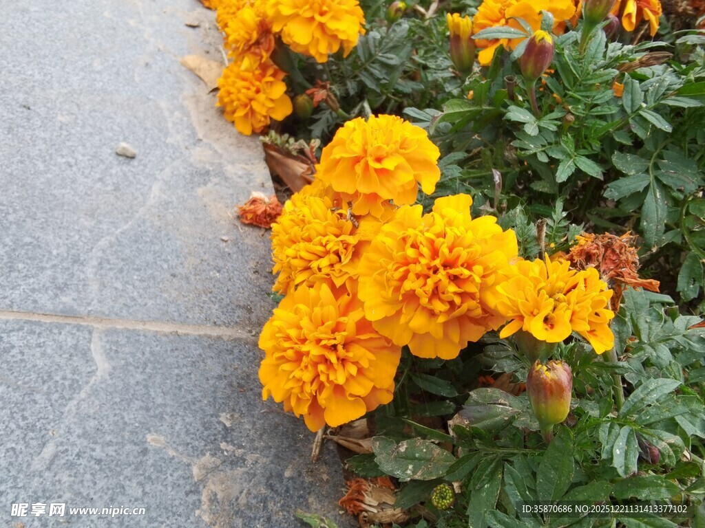 路边绽放的鲜艳橙色花朵