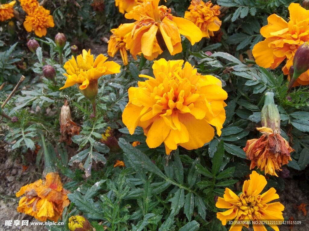 鲜艳万寿菊绽放