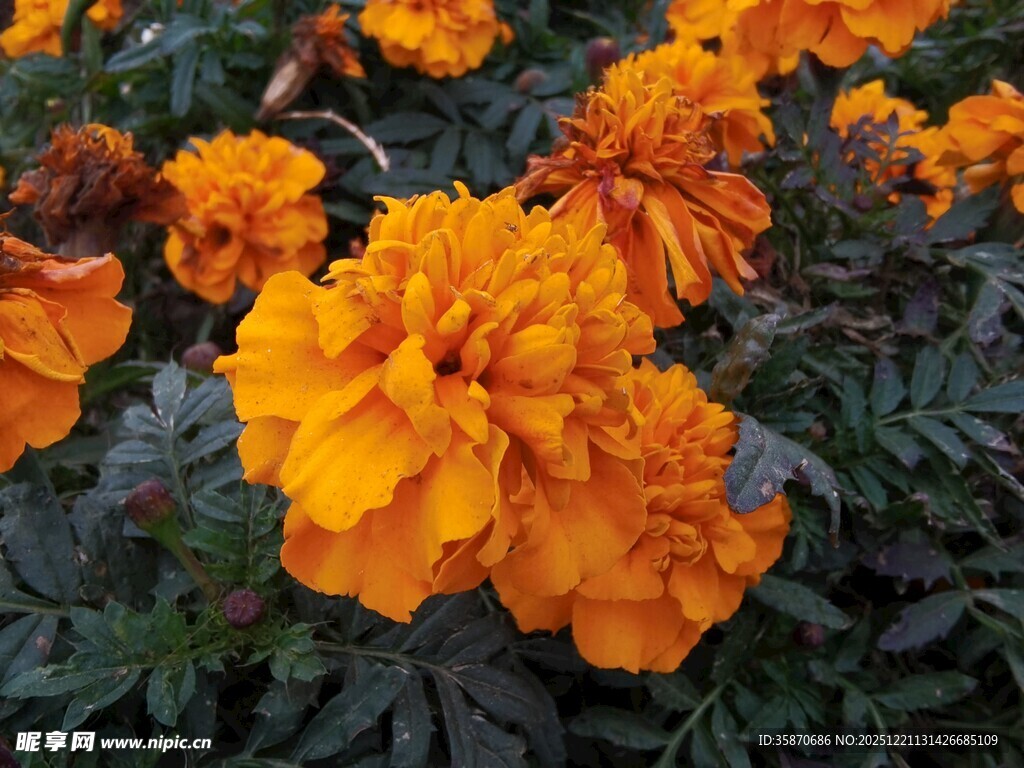 橙色万寿菊绽放