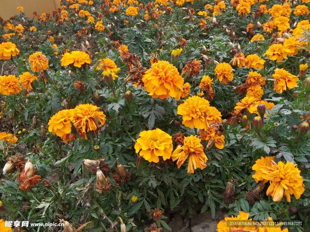 灿烂橘色万寿菊盛放图景