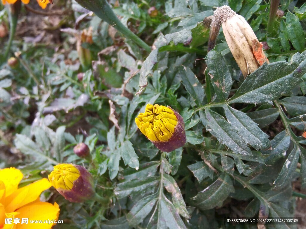 绽放的多彩菊花植株