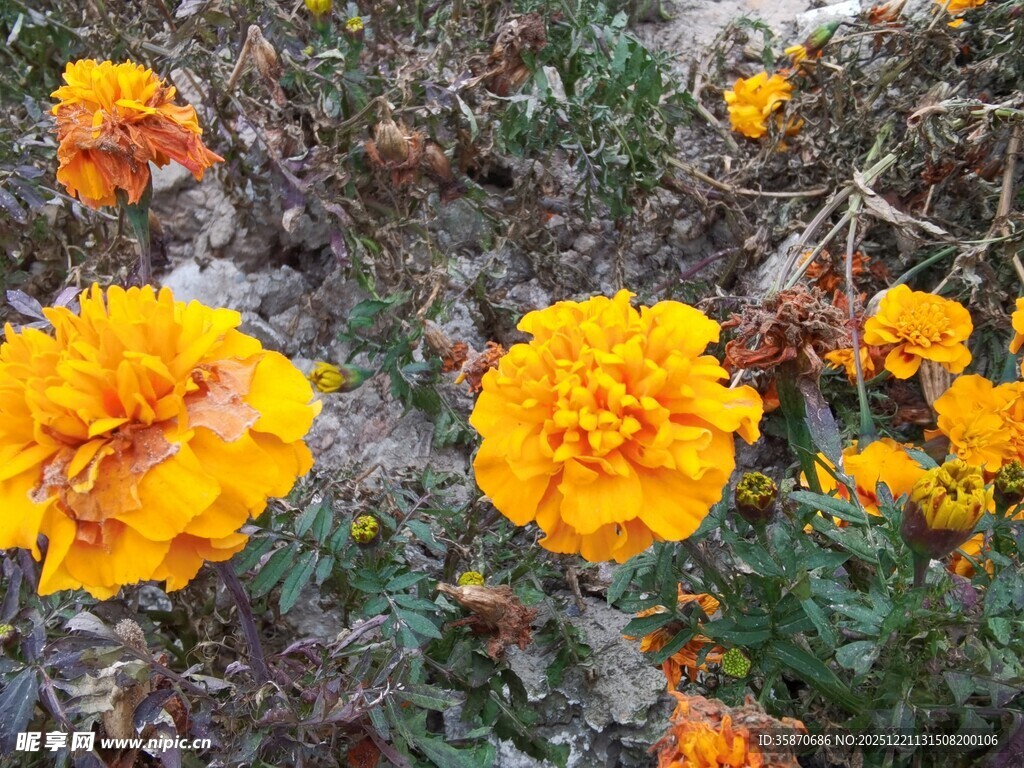 绽放的橙色万寿菊