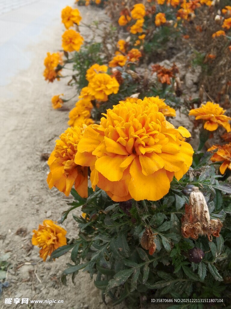 鲜艳绽放的黄色万寿菊