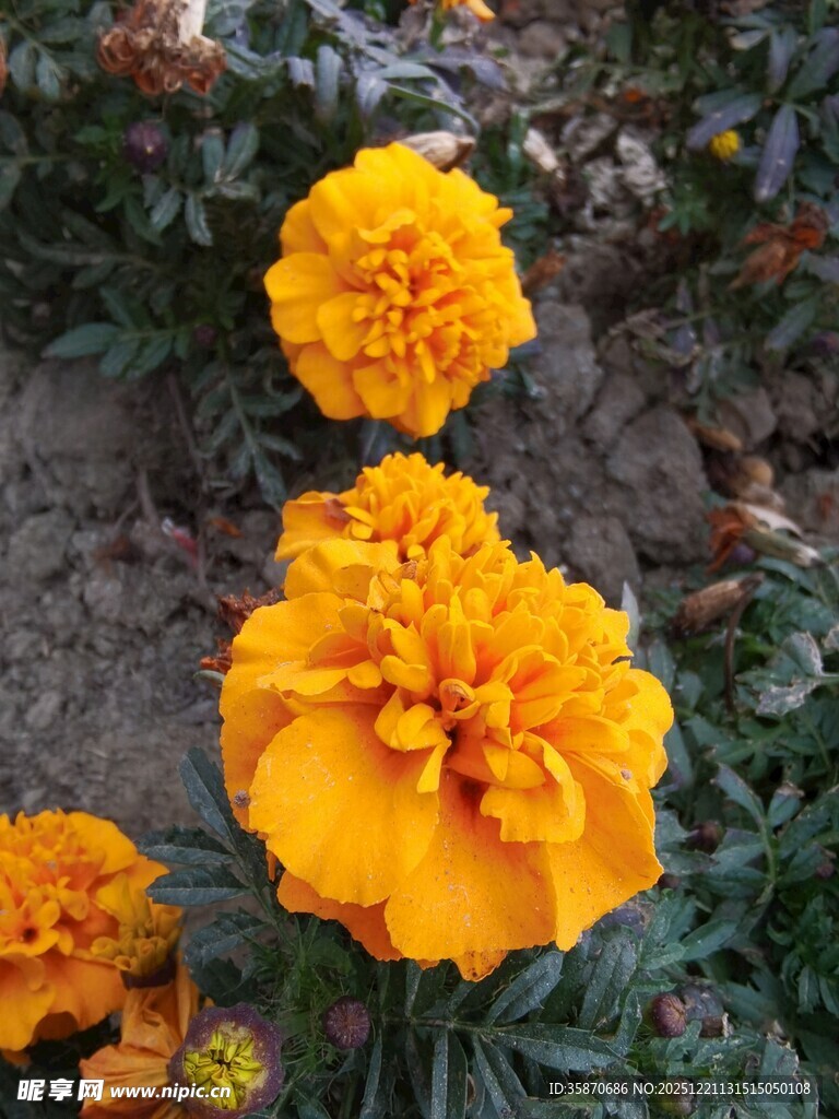 艳丽黄色万寿菊绽放