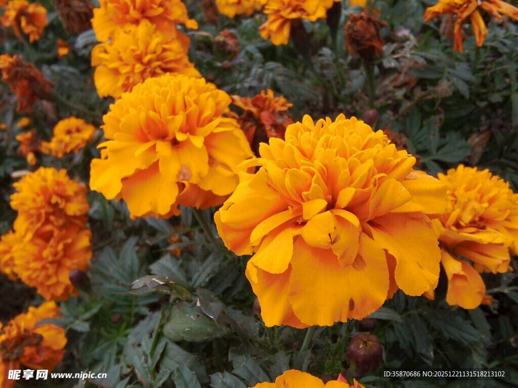 艳丽万寿菊绽放