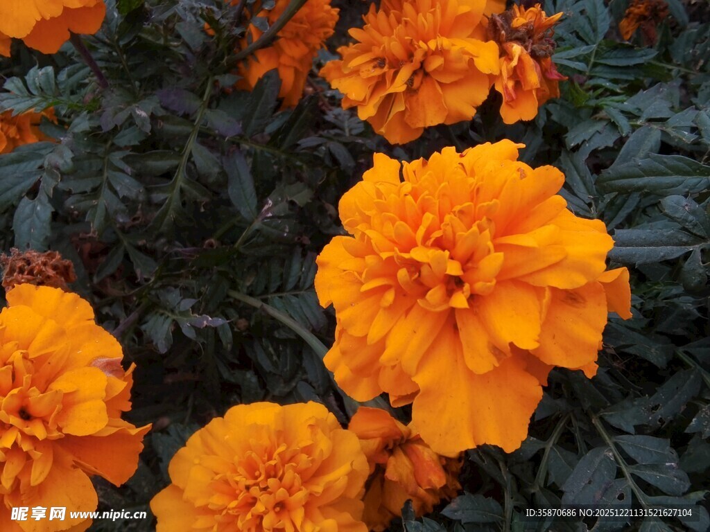 鲜艳橙色万寿菊绽放