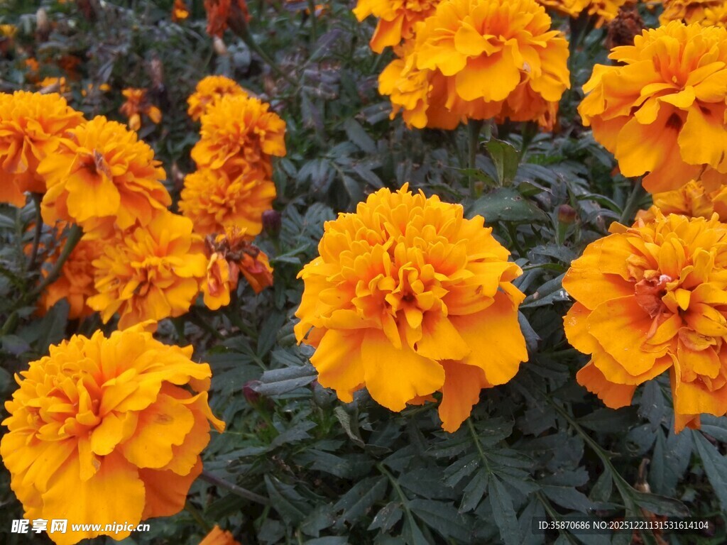 鲜艳万寿菊绽放