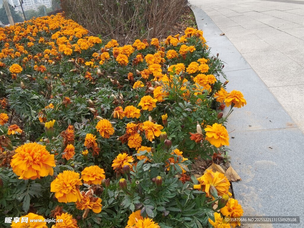 路边盛放的灿烂万寿菊