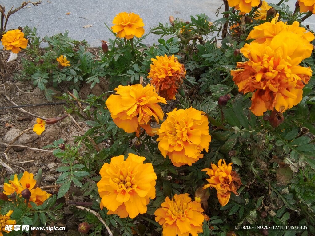 绽放的艳丽黄色万寿菊