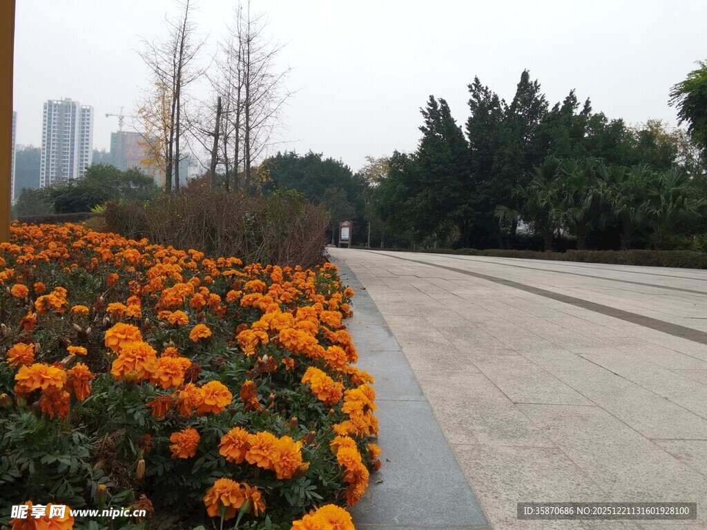 路边盛放的鲜艳橙色花卉