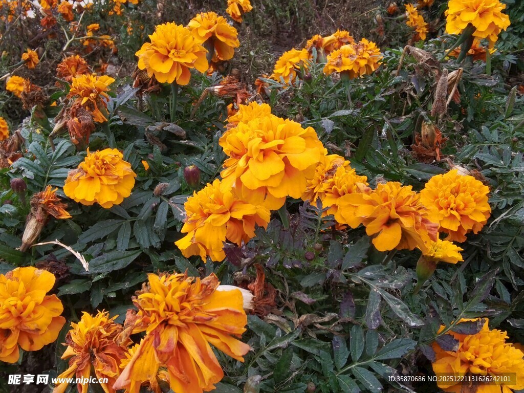 盛开的橙色万寿菊