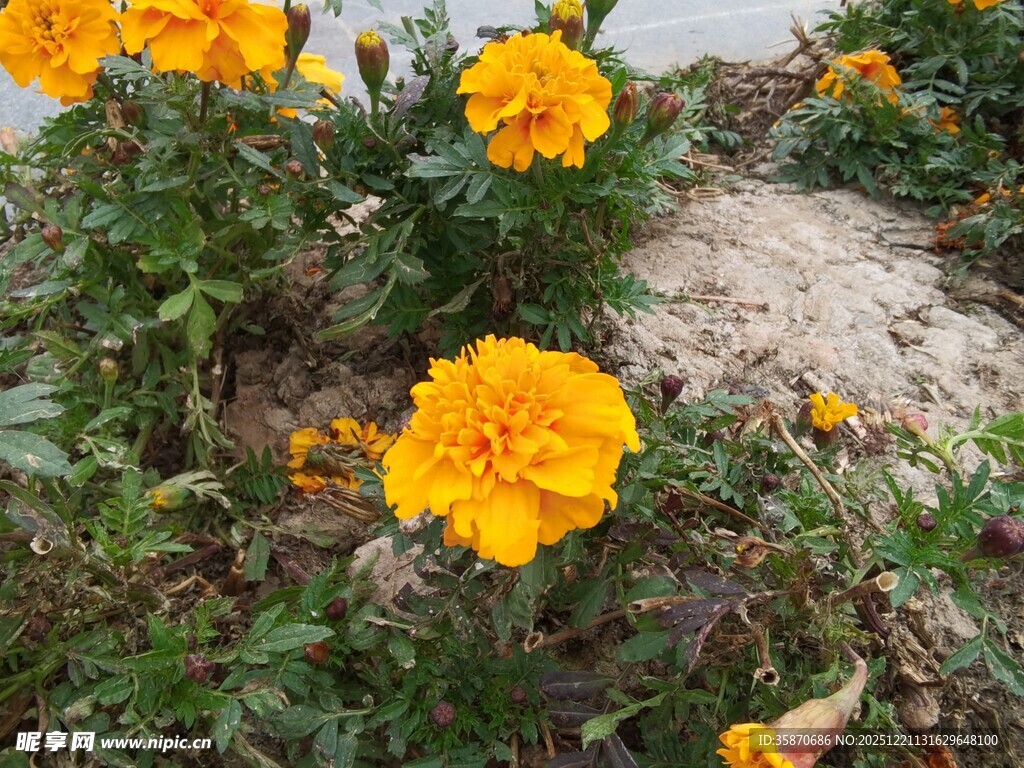 绽放的黄色万寿菊