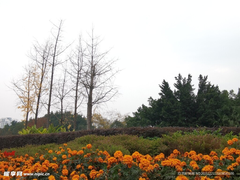 秋日花海与树木景观