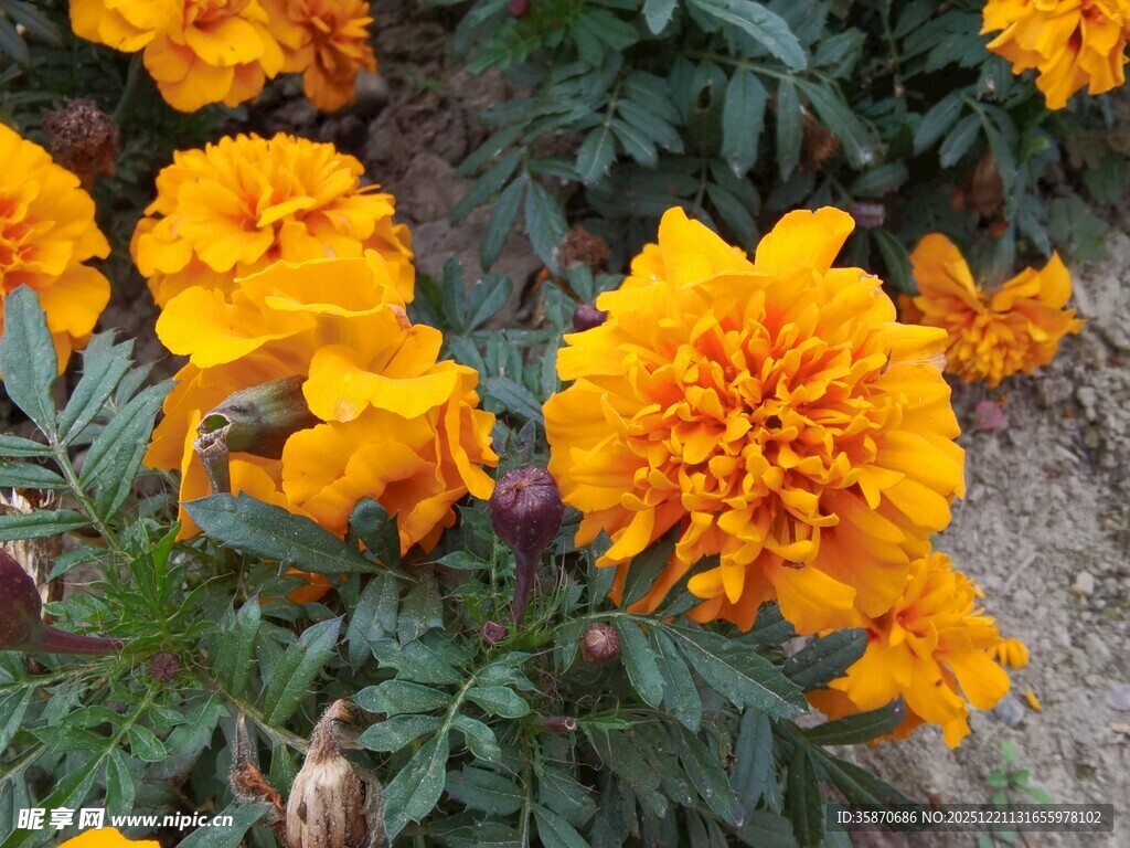 鲜艳万寿菊绽放于绿叶间