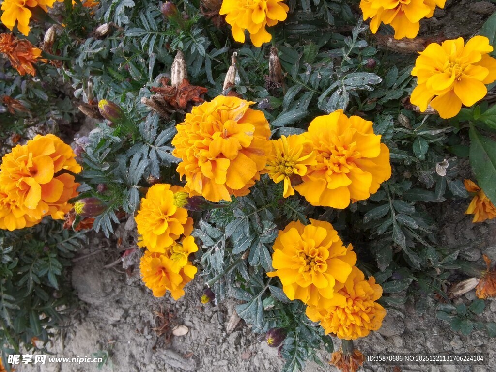 鲜艳黄色万寿菊绽放