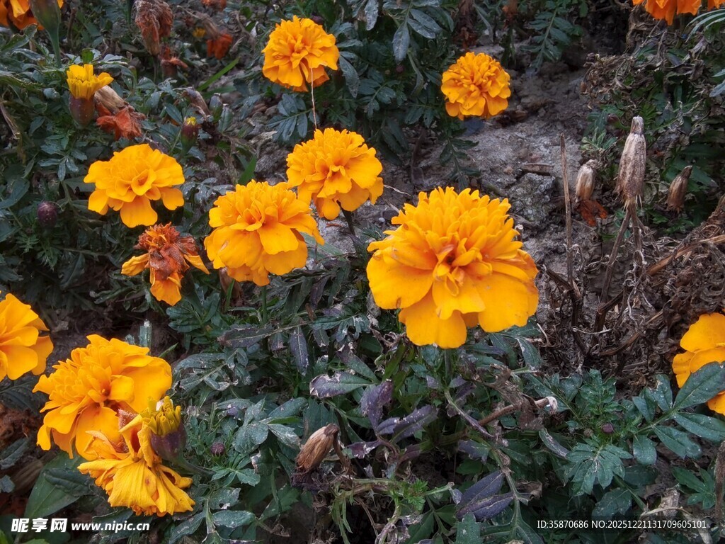 鲜艳万寿菊绽放于绿叶间