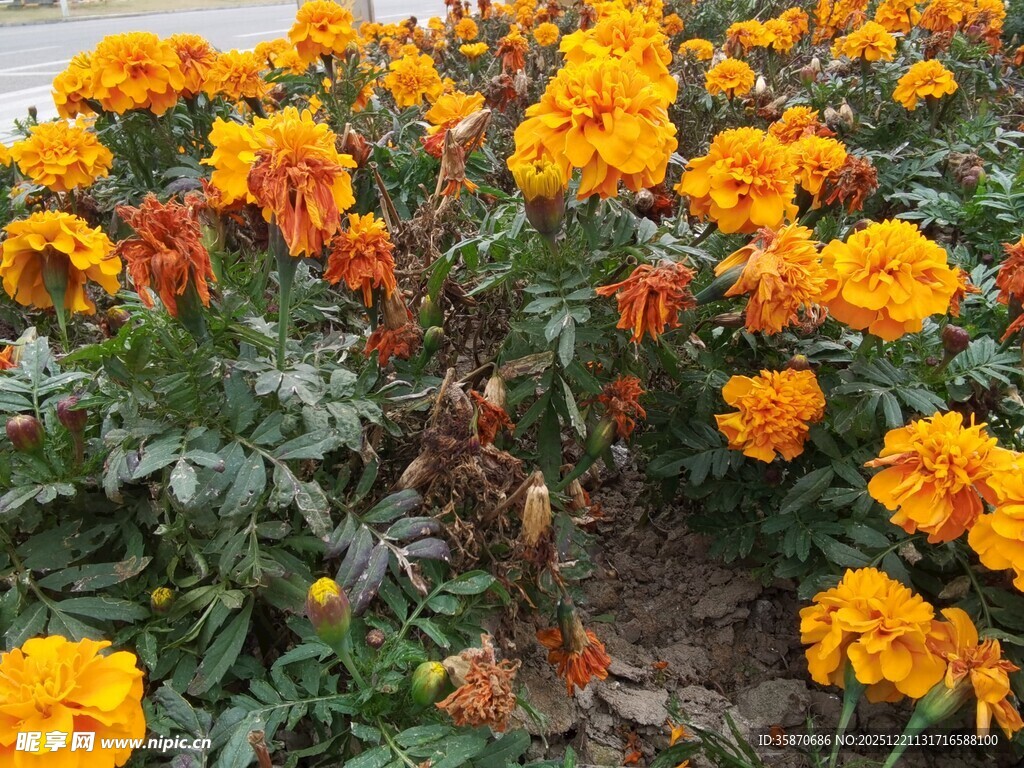 盛开的橘黄色万寿菊景观