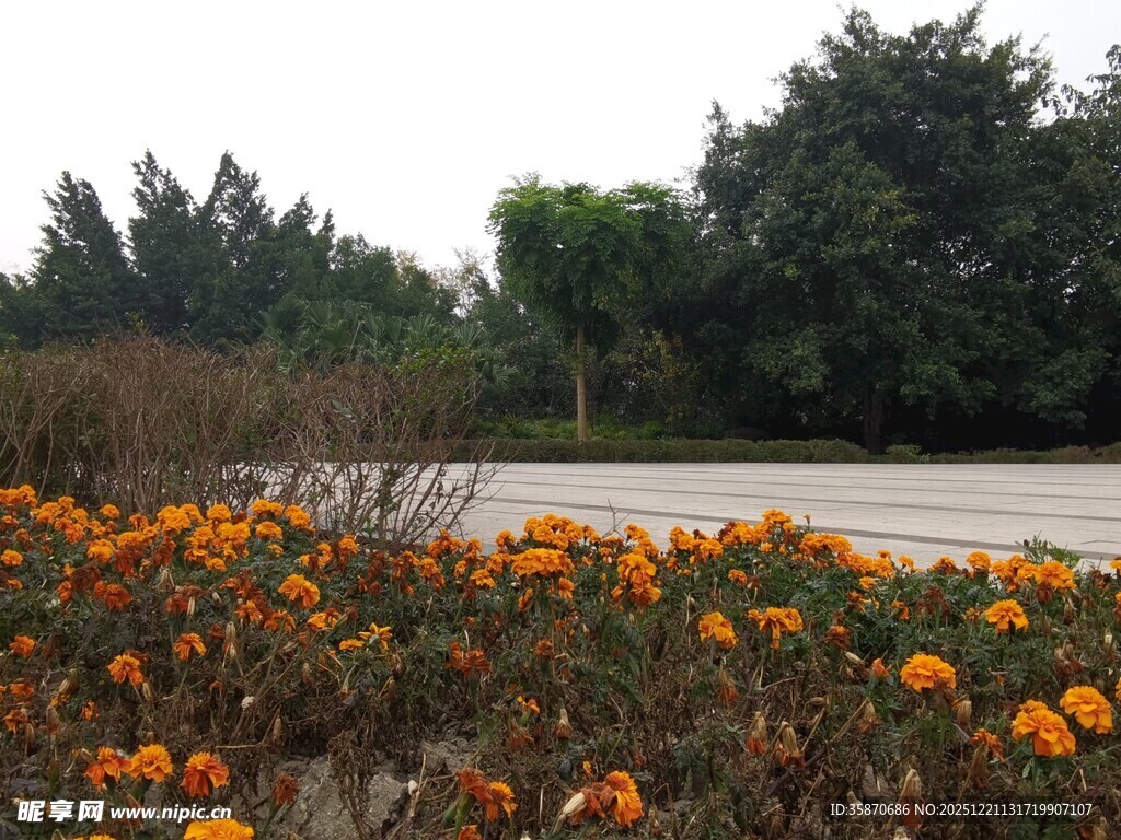 路边绽放的多彩花卉