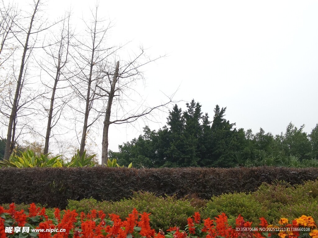秋日花丛与树木景致