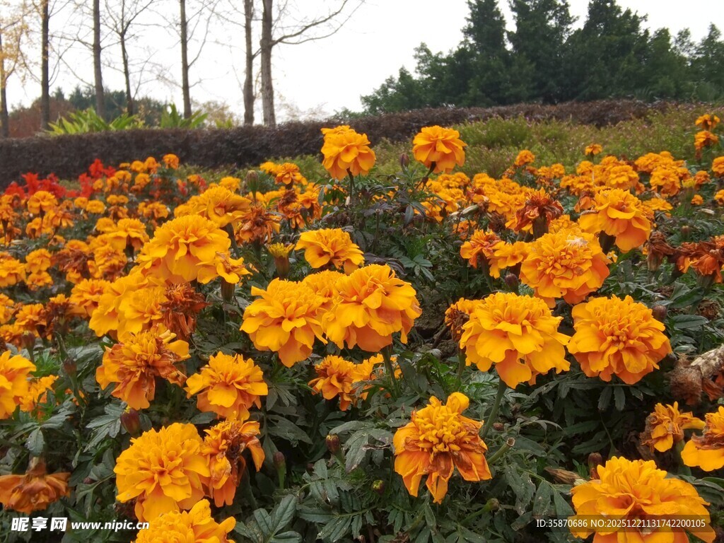 绚烂万寿菊盛放的花田