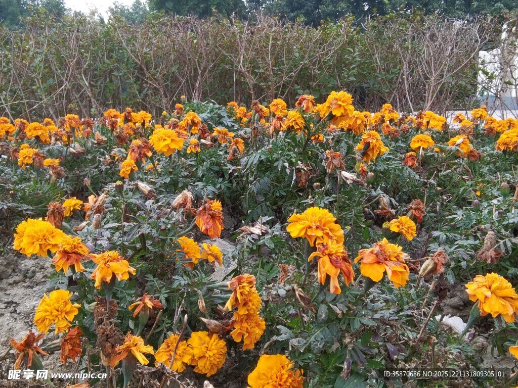 灿烂万寿菊绽放田园间