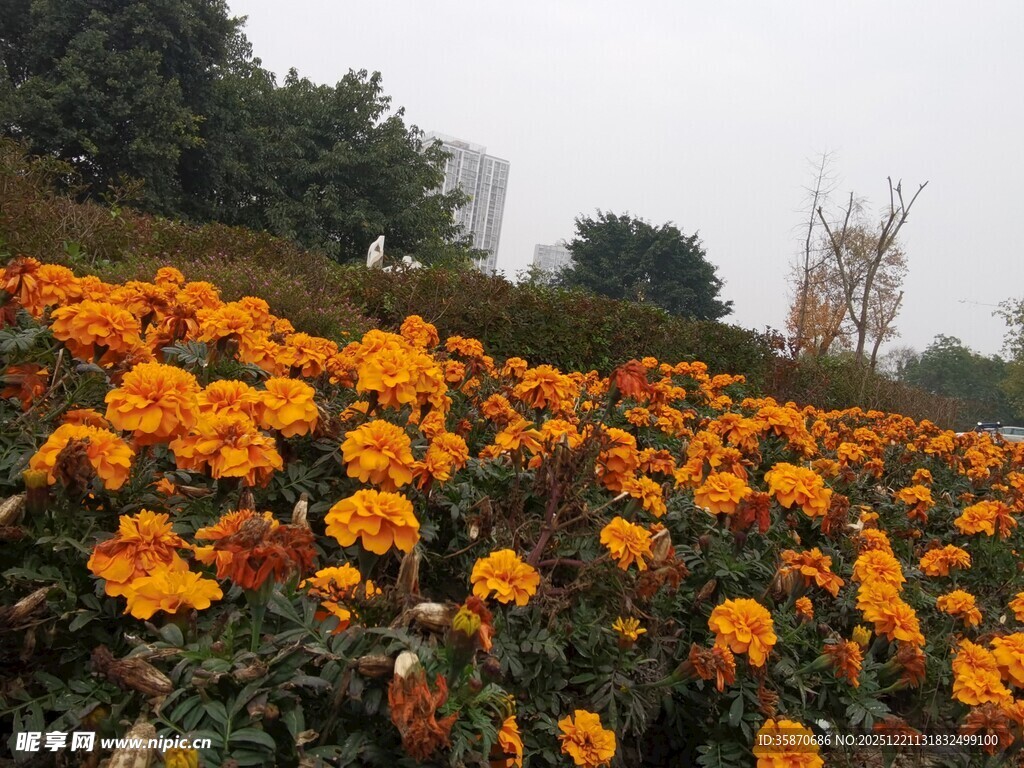 绚烂万寿菊盛放的花田