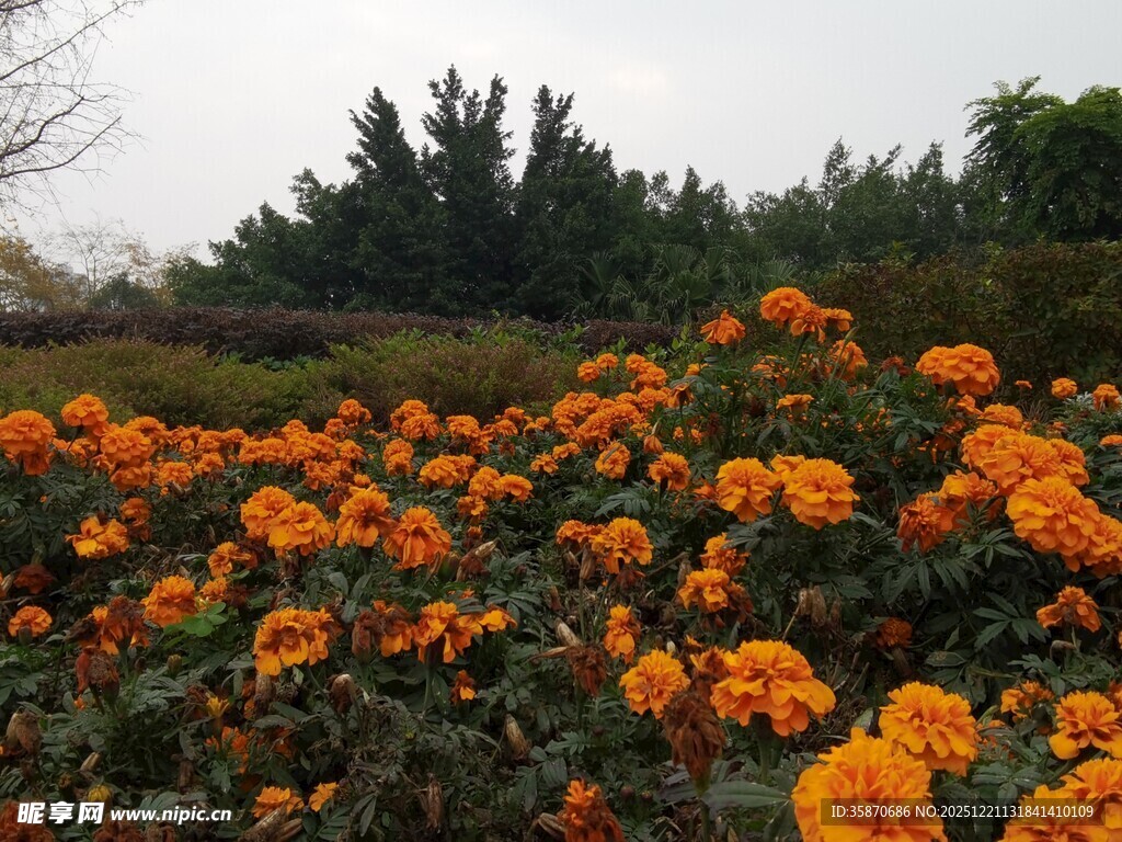 橘色花海绽放自然美景