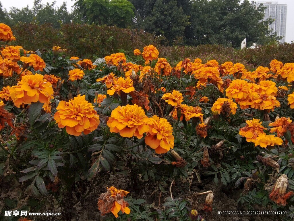 灿烂橘色万寿菊绽放美景