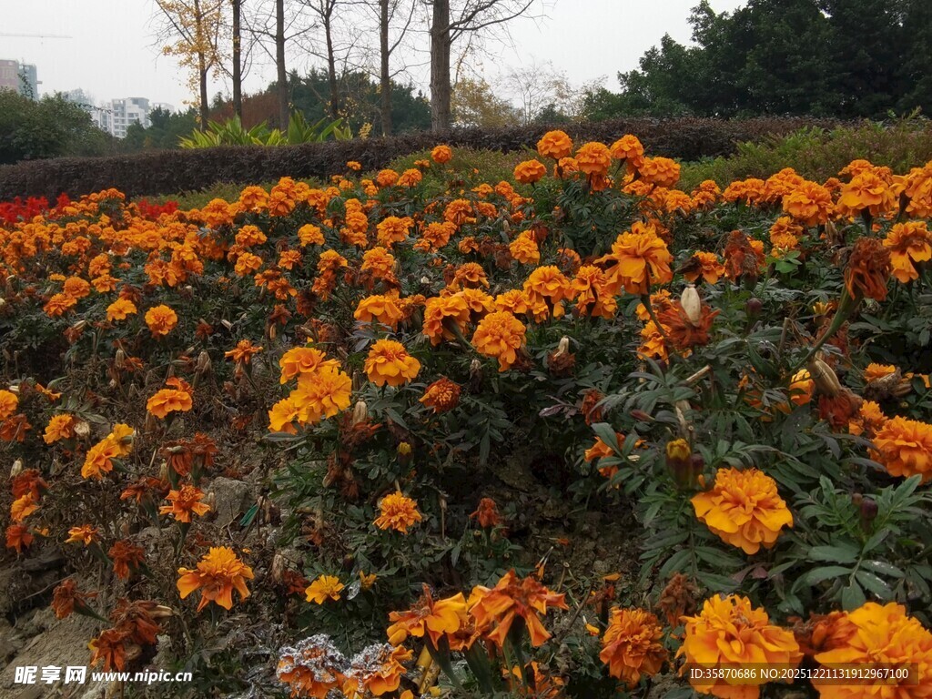 绚烂橘色菊花花海景观