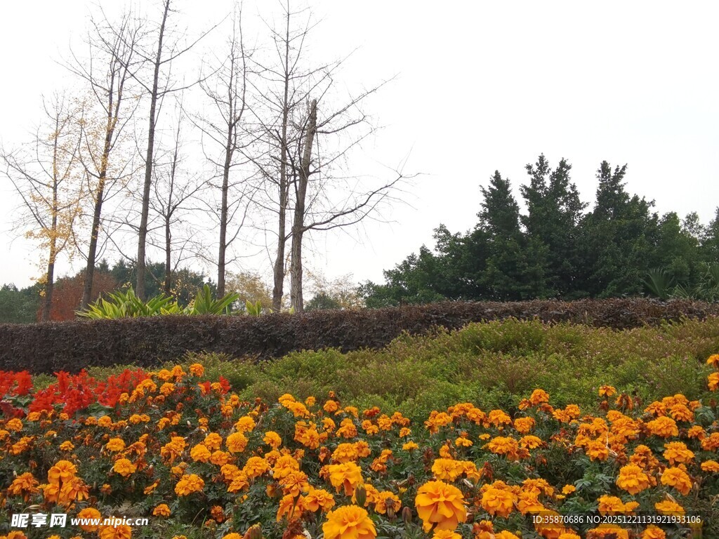 秋日花海与树木景观