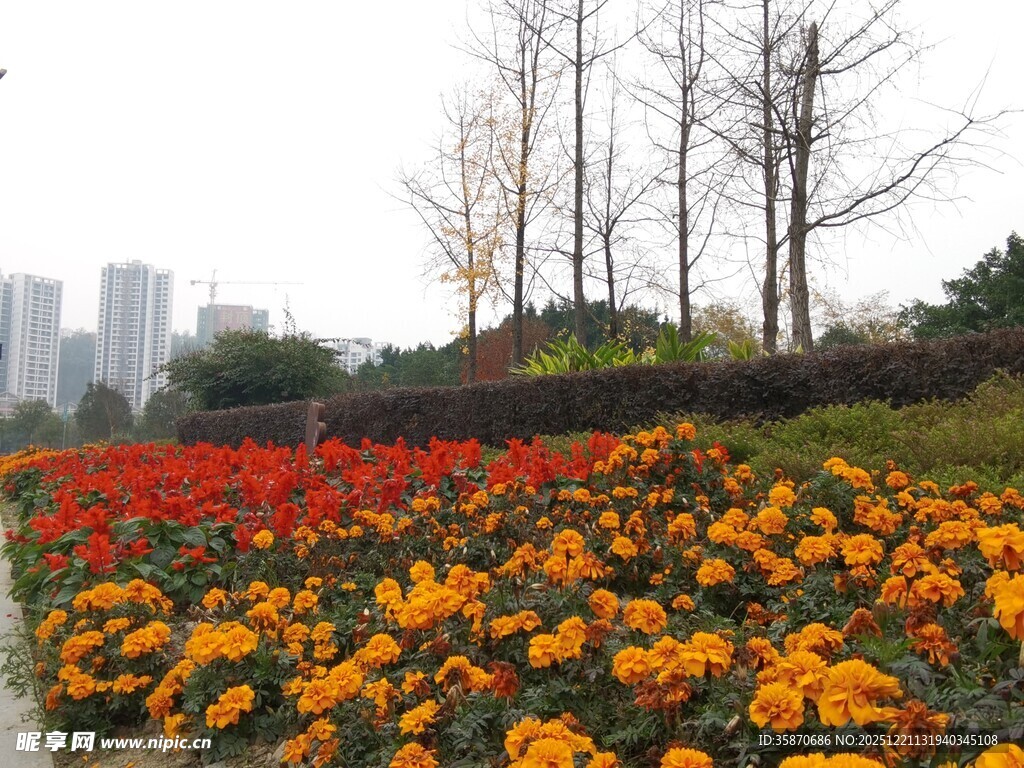 城市中的多彩花卉景观