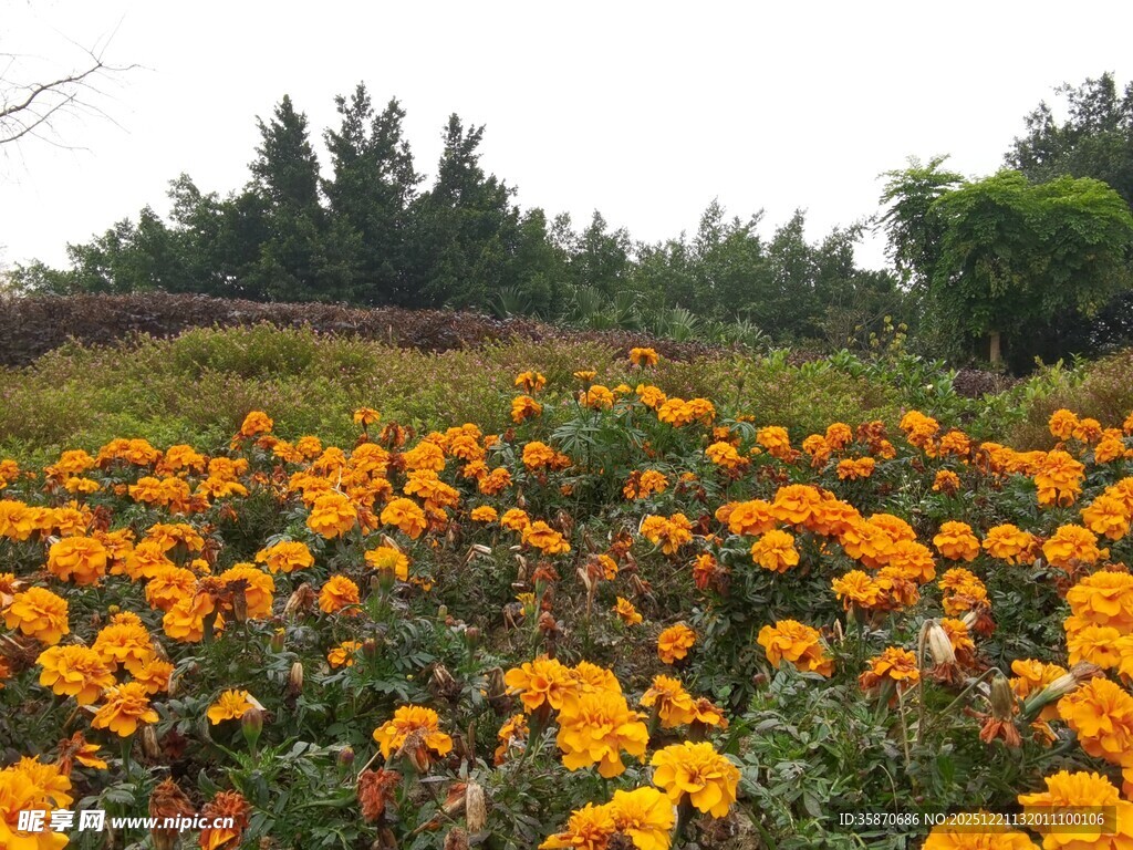 绚烂万寿菊花海美景
