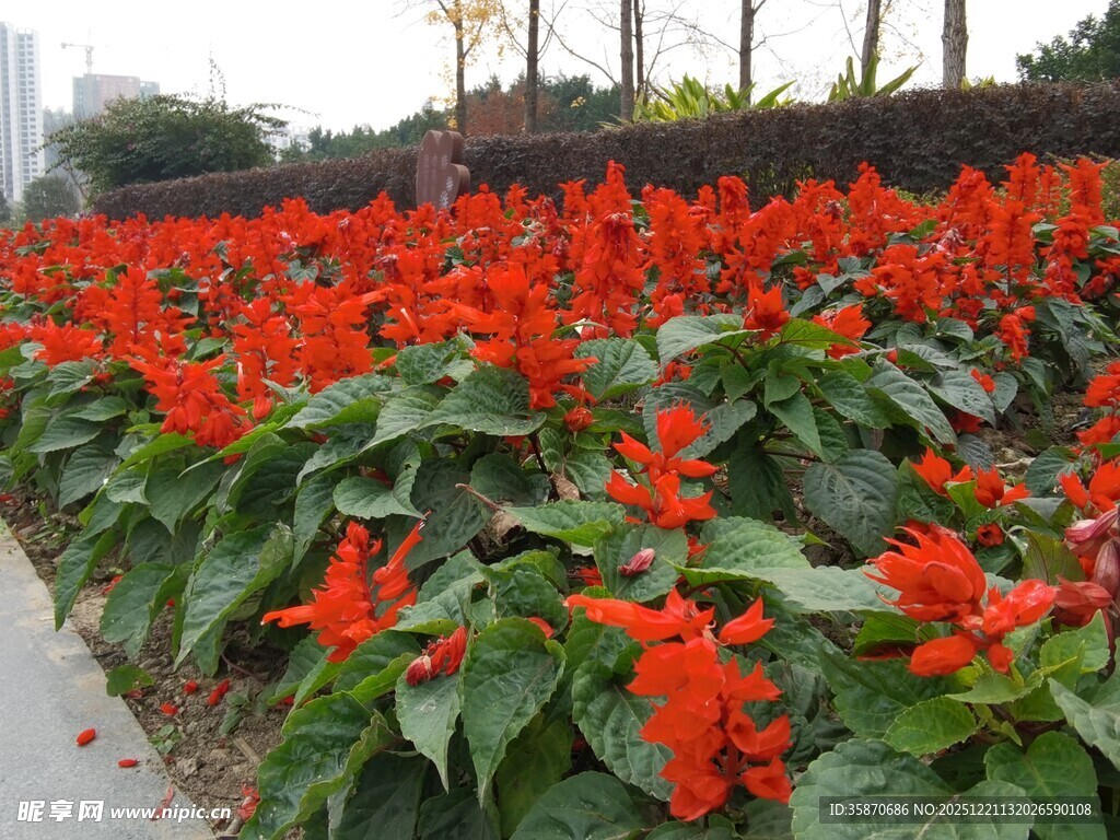 鲜艳一串红绽放于路旁