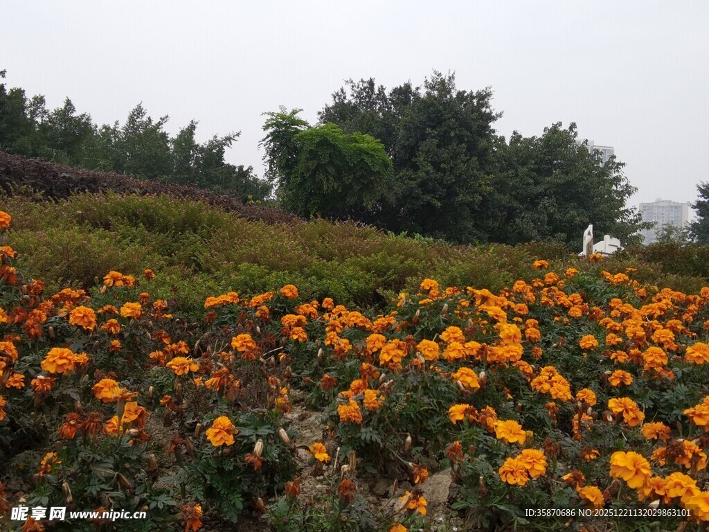 山坡上绚烂绽放的菊花