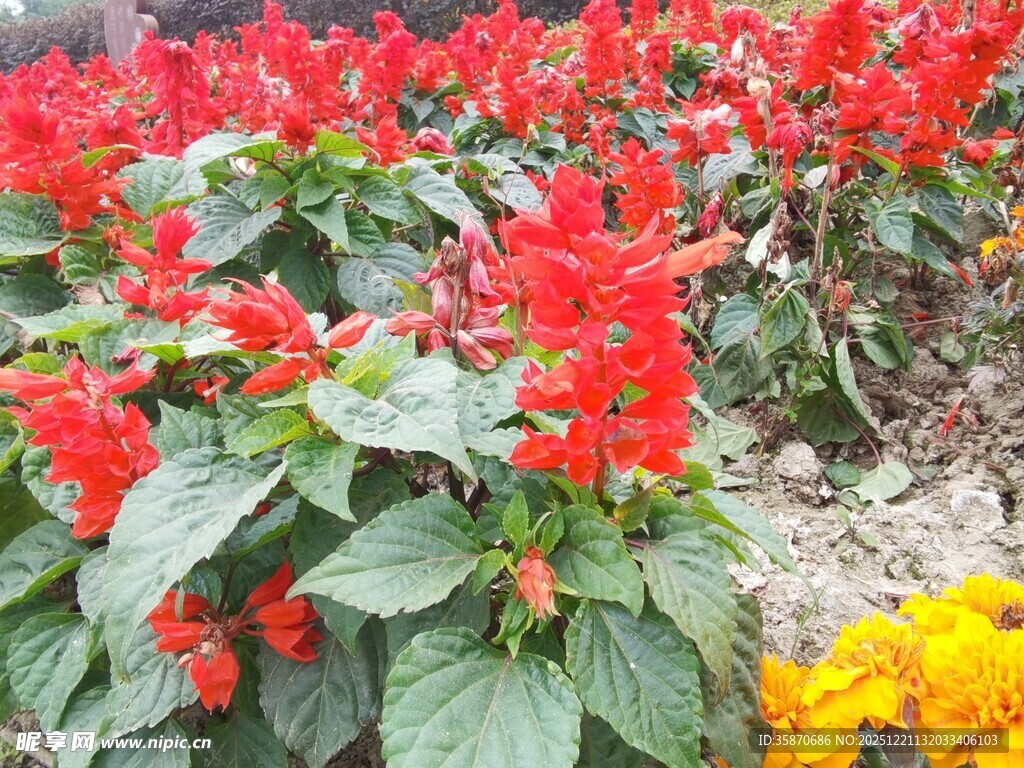 鲜艳串串红与黄花争艳
