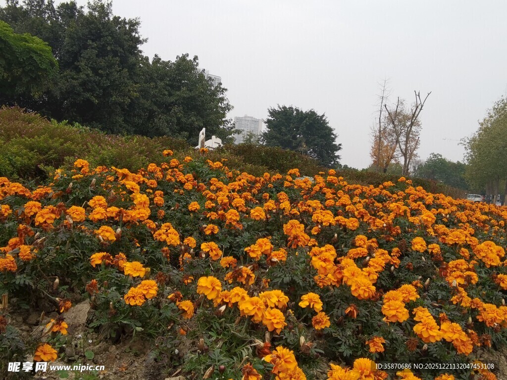 灿烂橘色花海绽放自然间