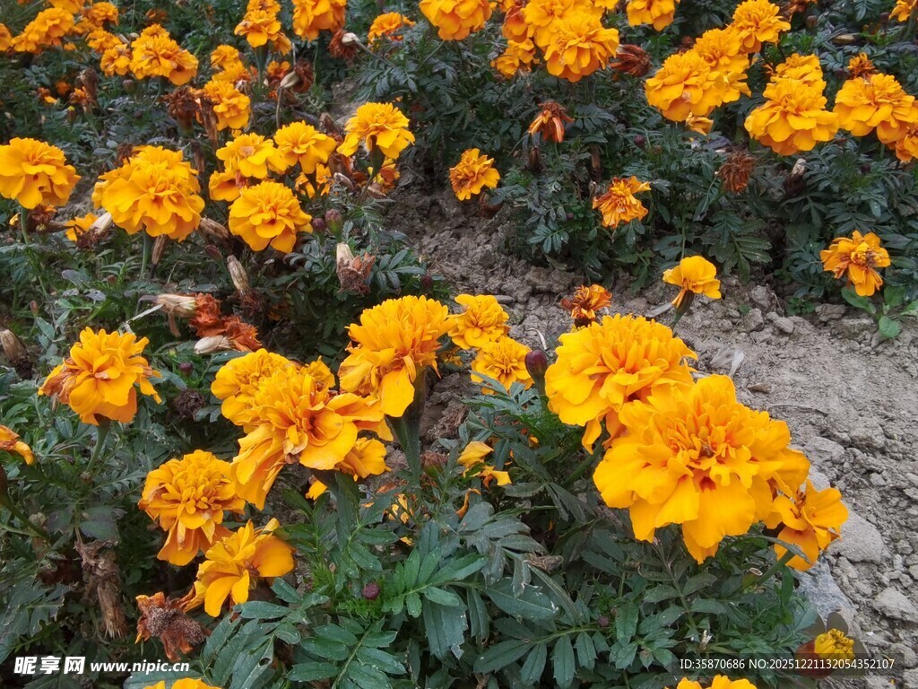 盛开的黄色万寿菊景观