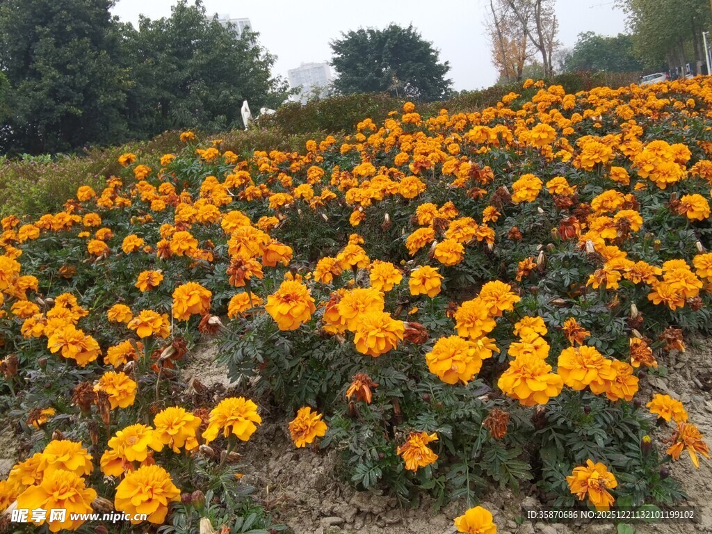 金黄万寿菊盛放的花田