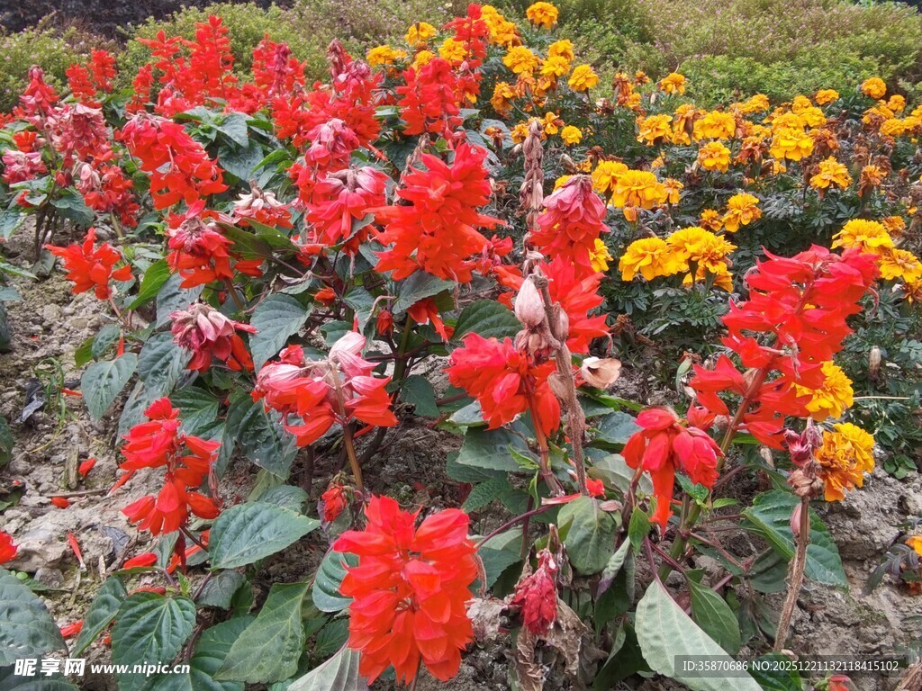 鲜艳花丛绽放美丽色彩