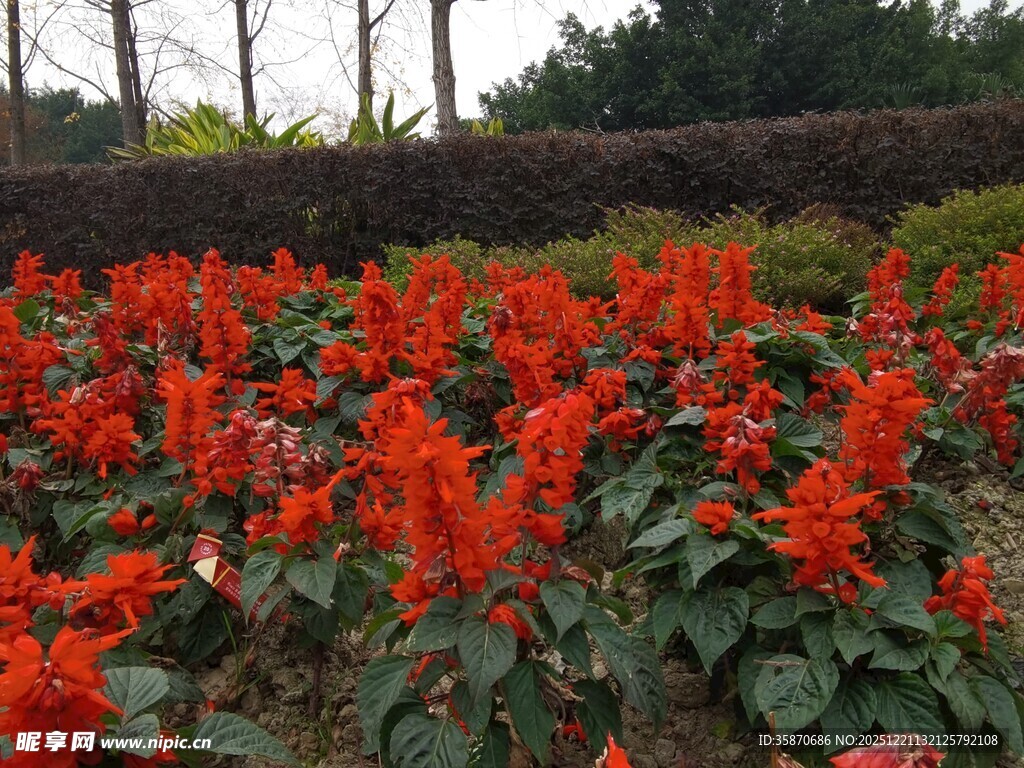 鲜艳一串红绽放于园林