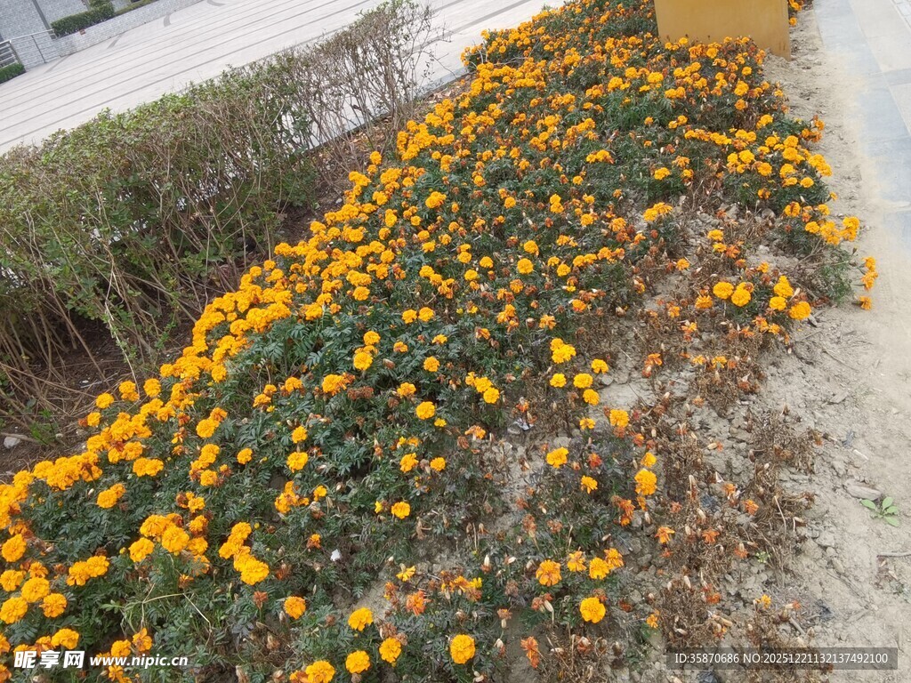 路边盛放的灿烂黄色花卉