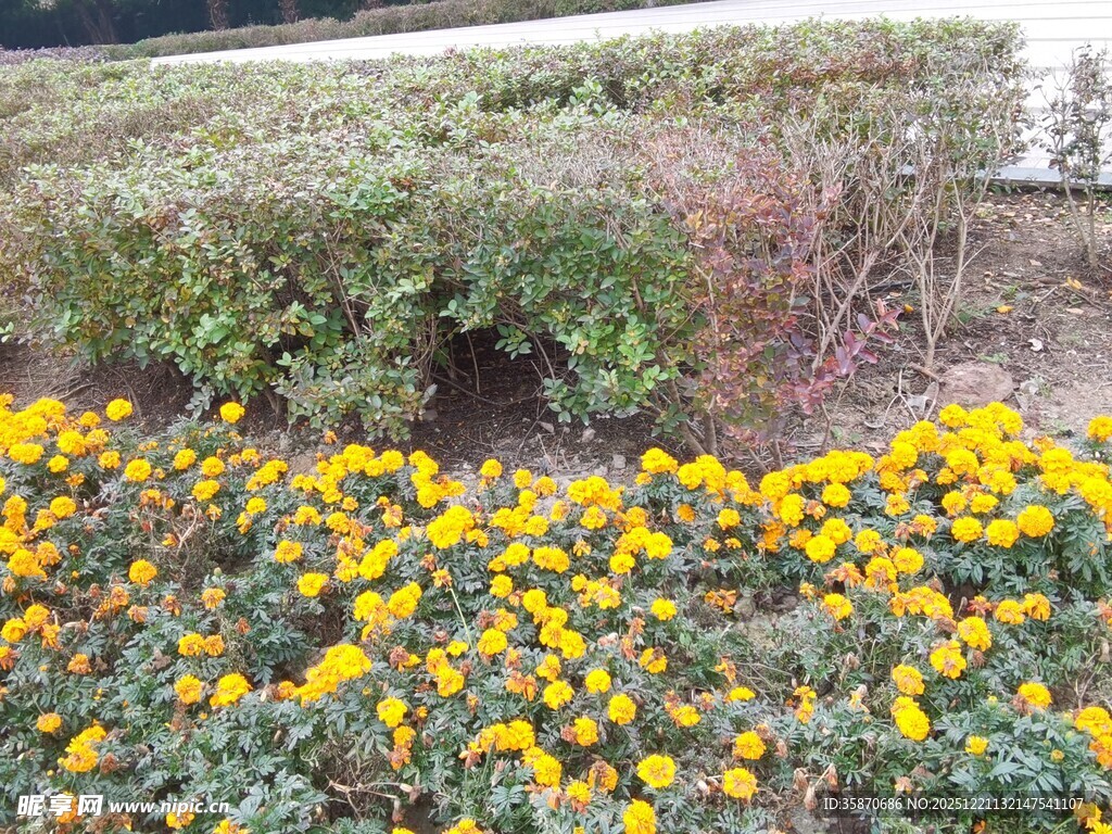 金黄花海绽放生机