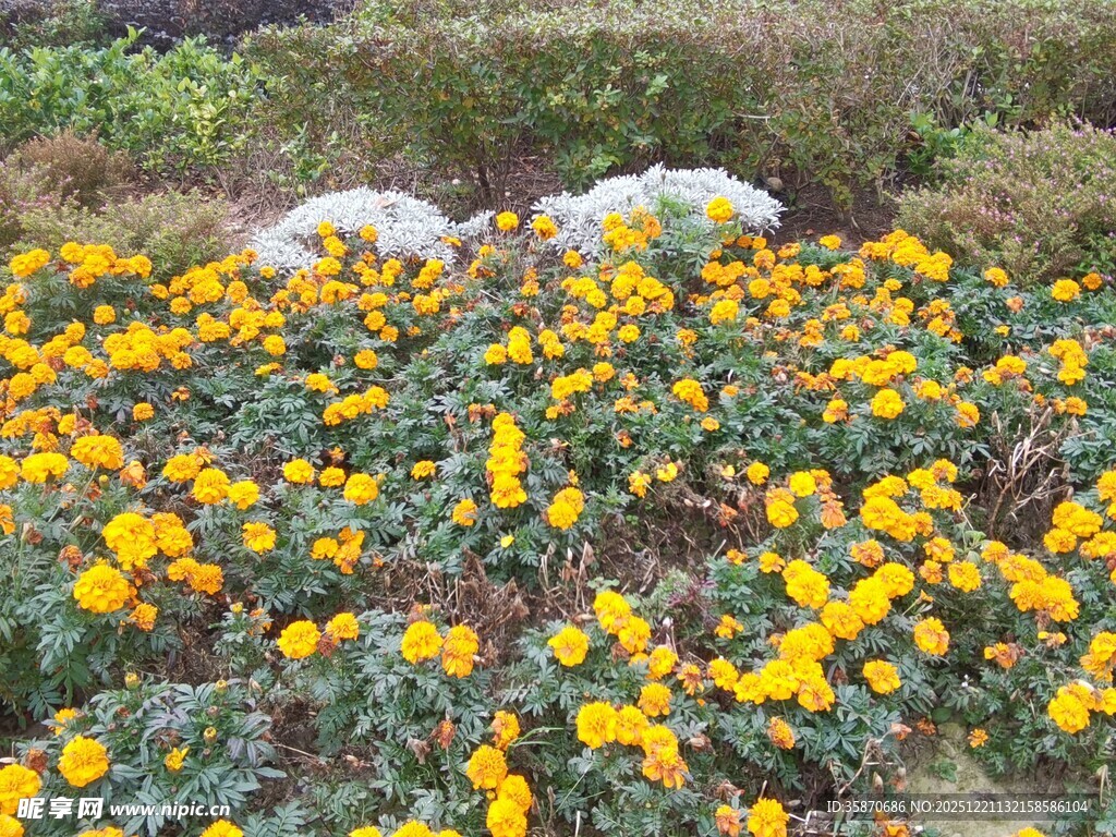 金黄花海绽放生机