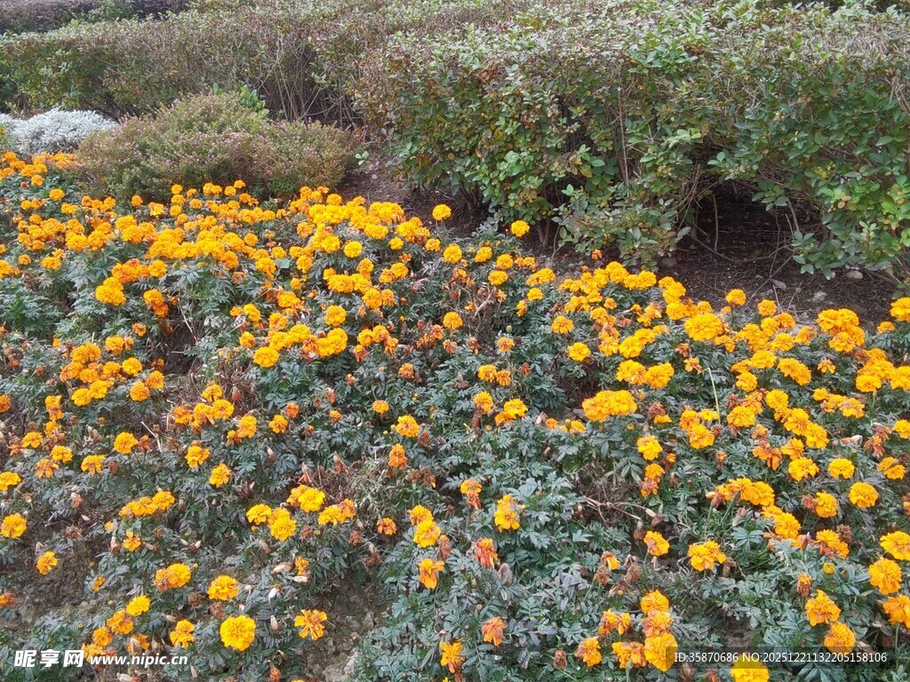 金黄花丛装点美丽景致