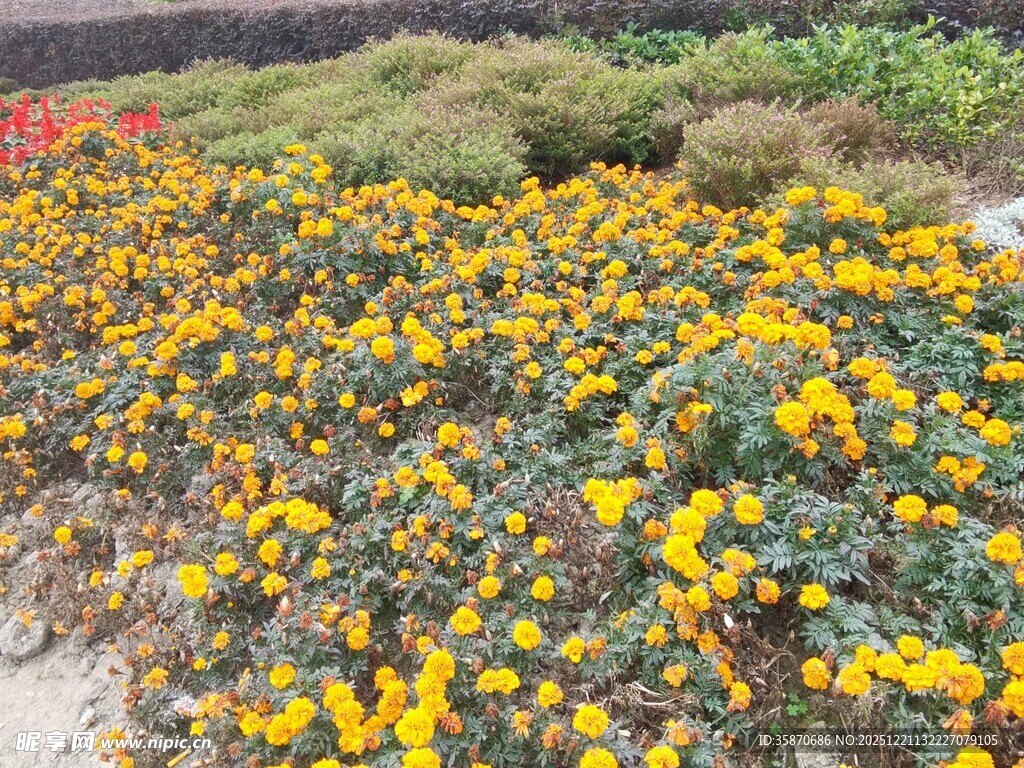 缤纷花海绽放绚烂色彩