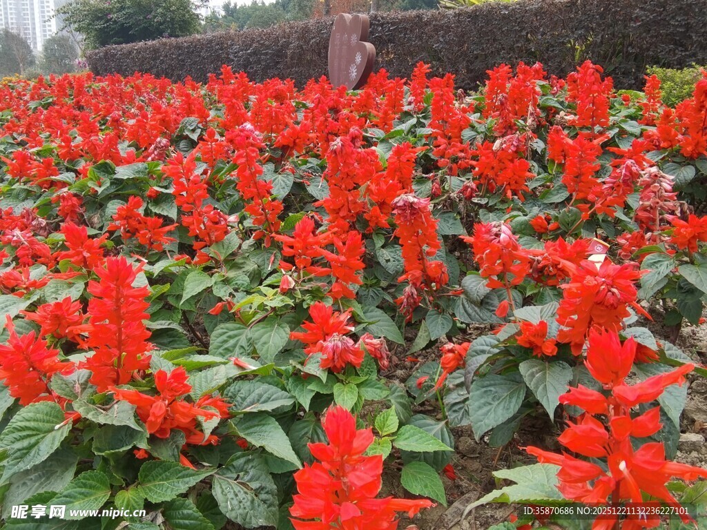 一片鲜艳的串串红花卉