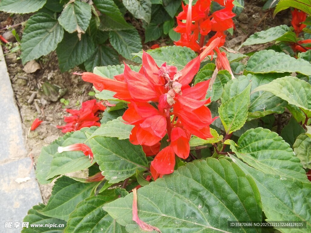 鲜艳串串红绽放绿叶间