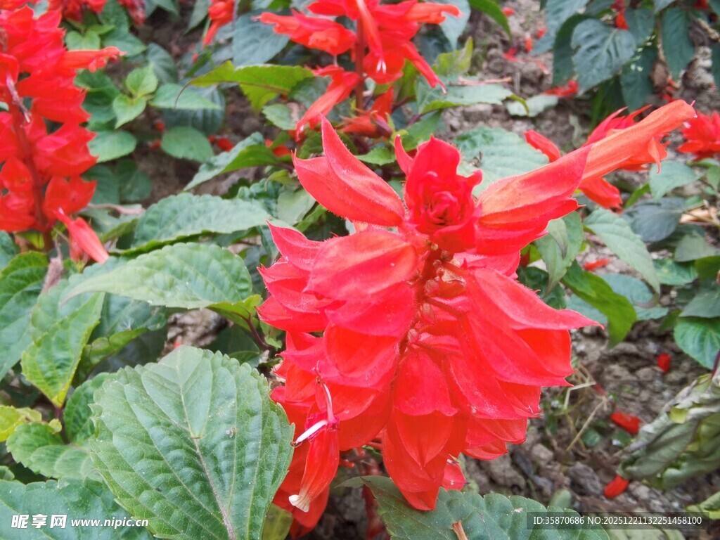 鲜艳串串红绽放绿叶间